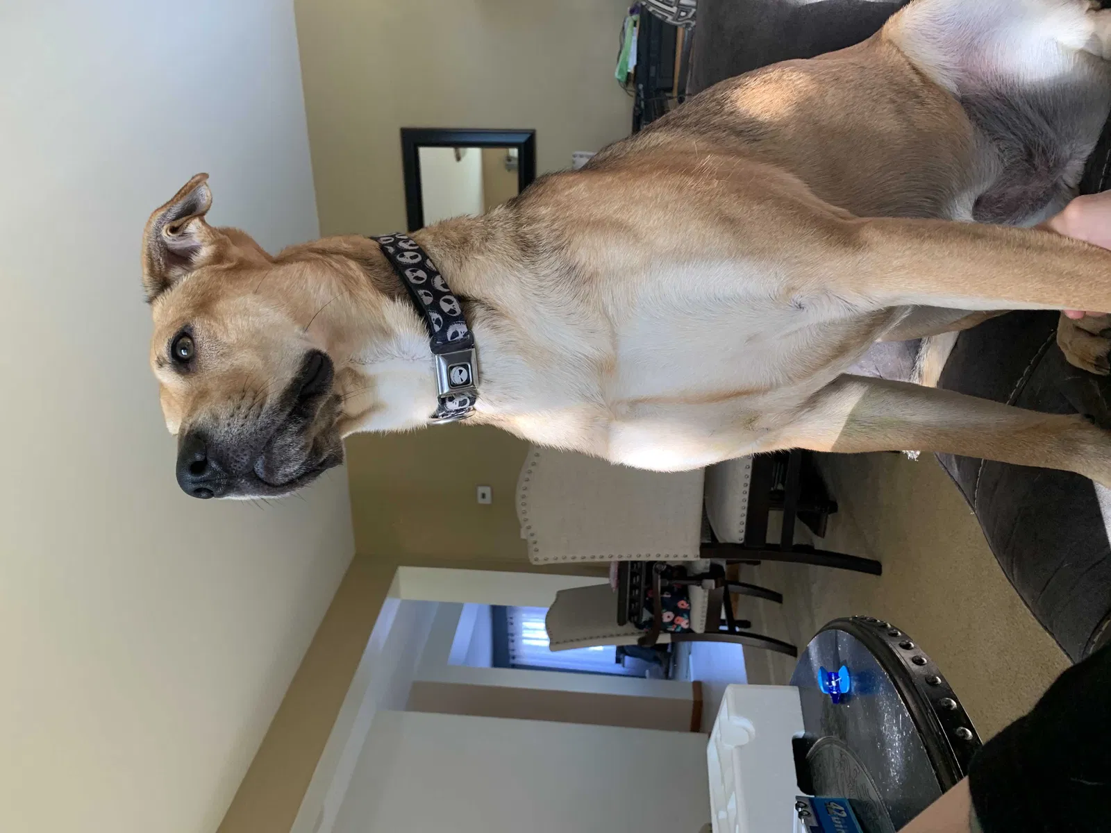 Lost dog in Plainfield, IL, 60586
