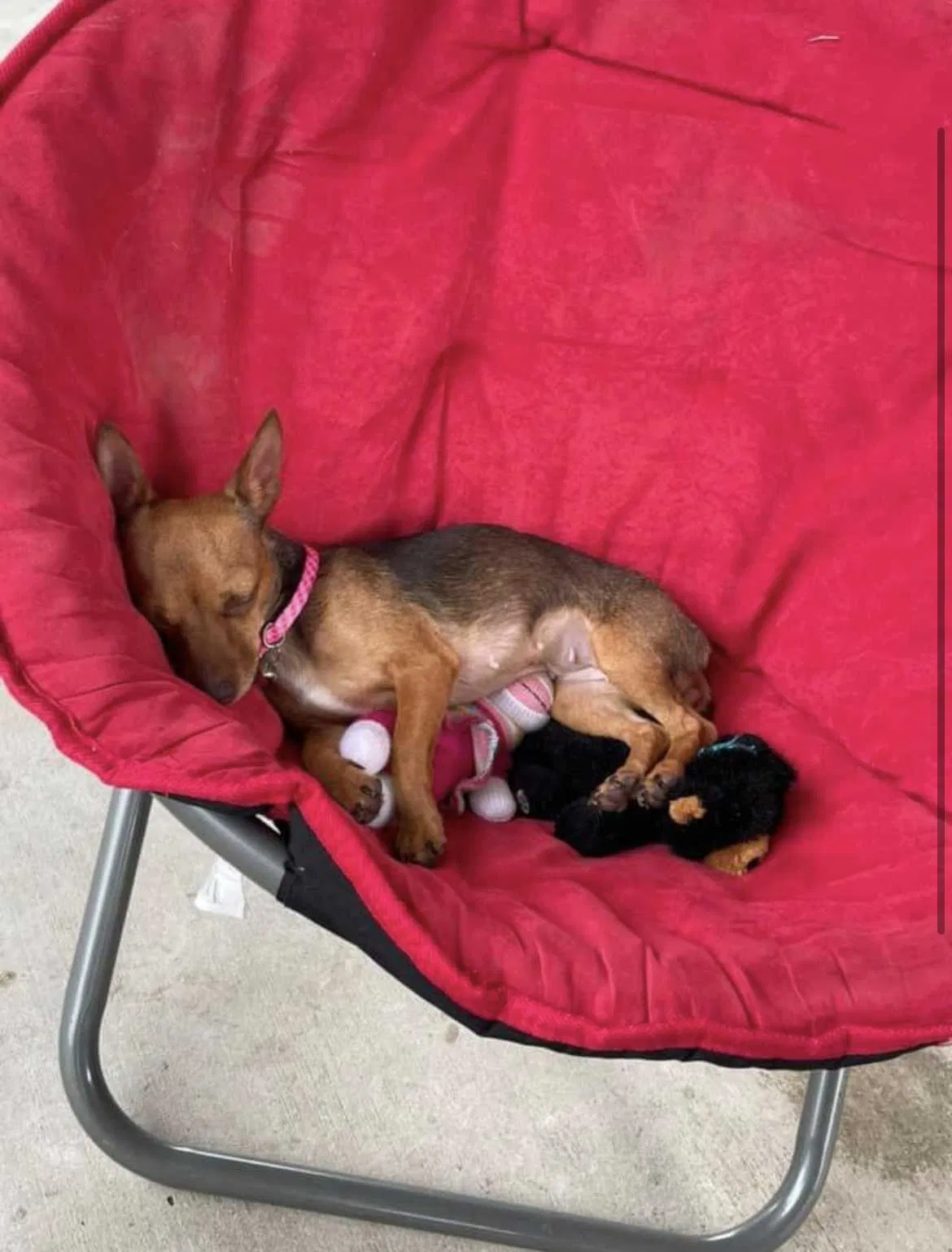 Lost dog in San Antonio, TX, 78233