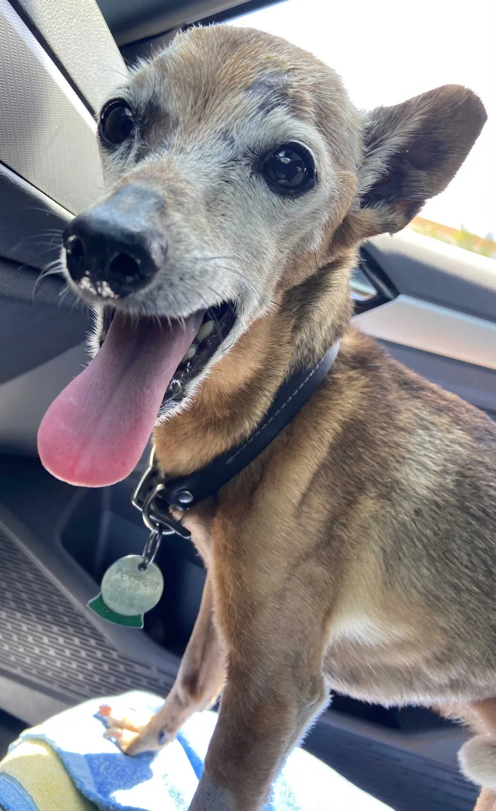 Lost dog in Orange, CA, 92869