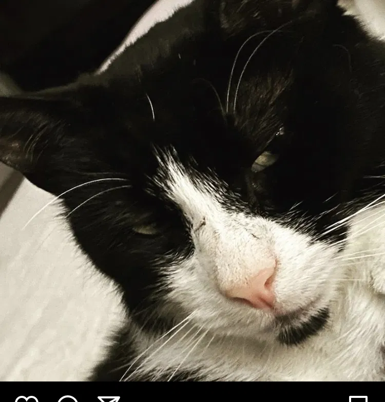 Lost cat in Spencer, MA, 1562