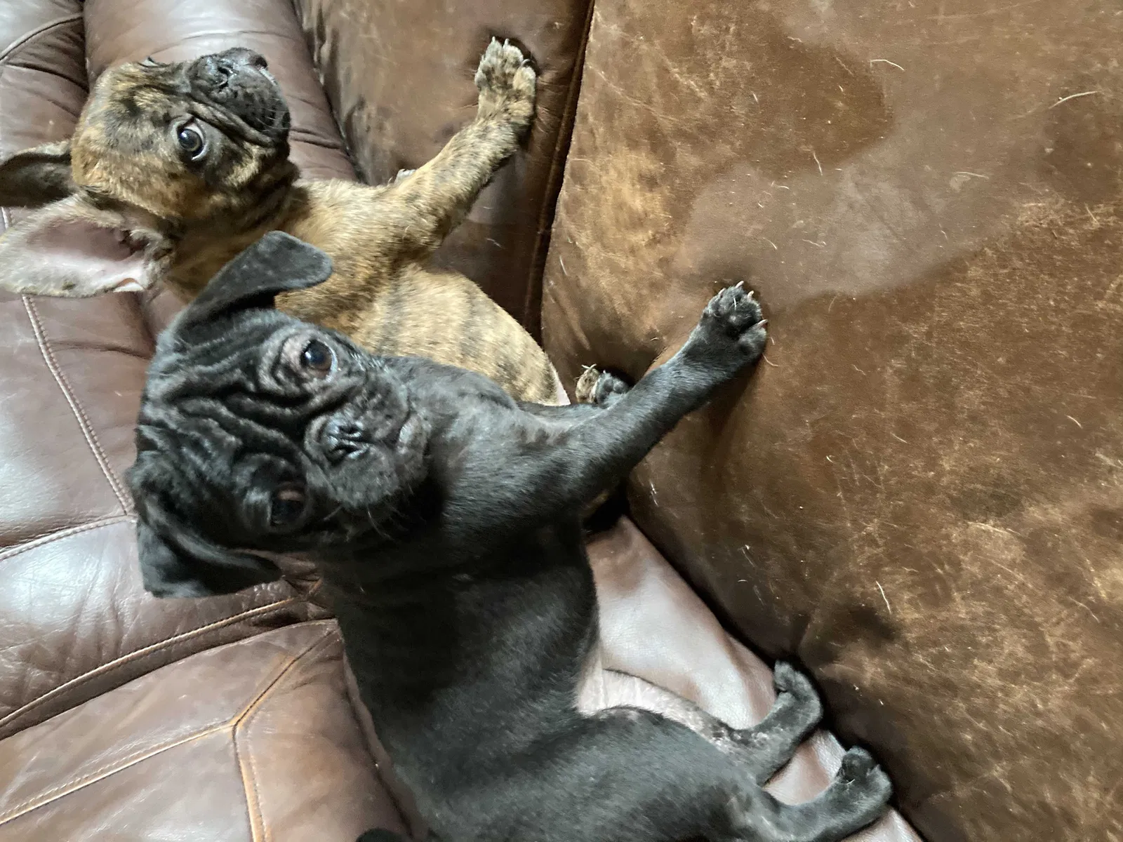 Lost dog in Pleasant Hill, MO, 64080