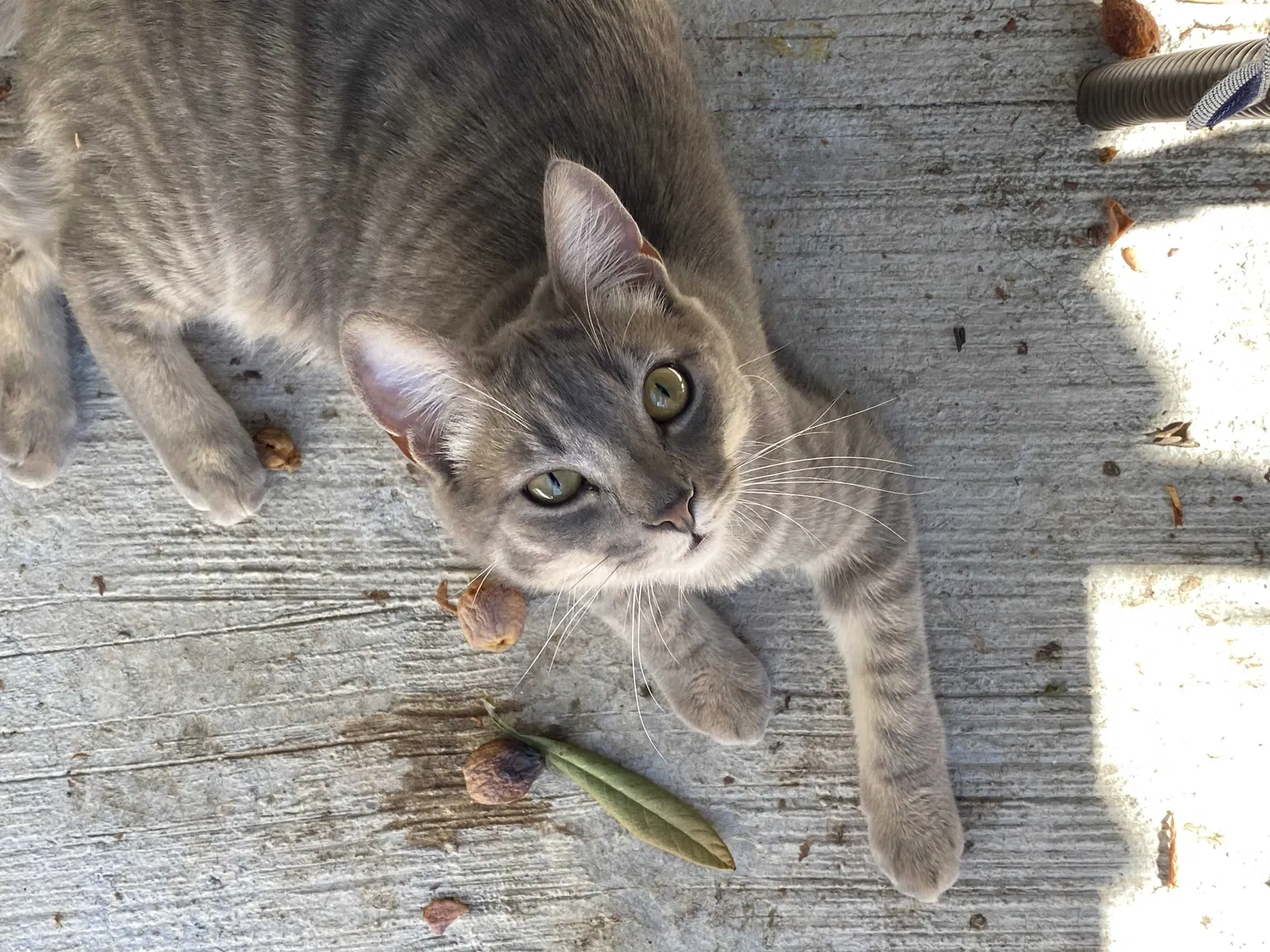 Lost cat in Los Angeles, CA, 90020