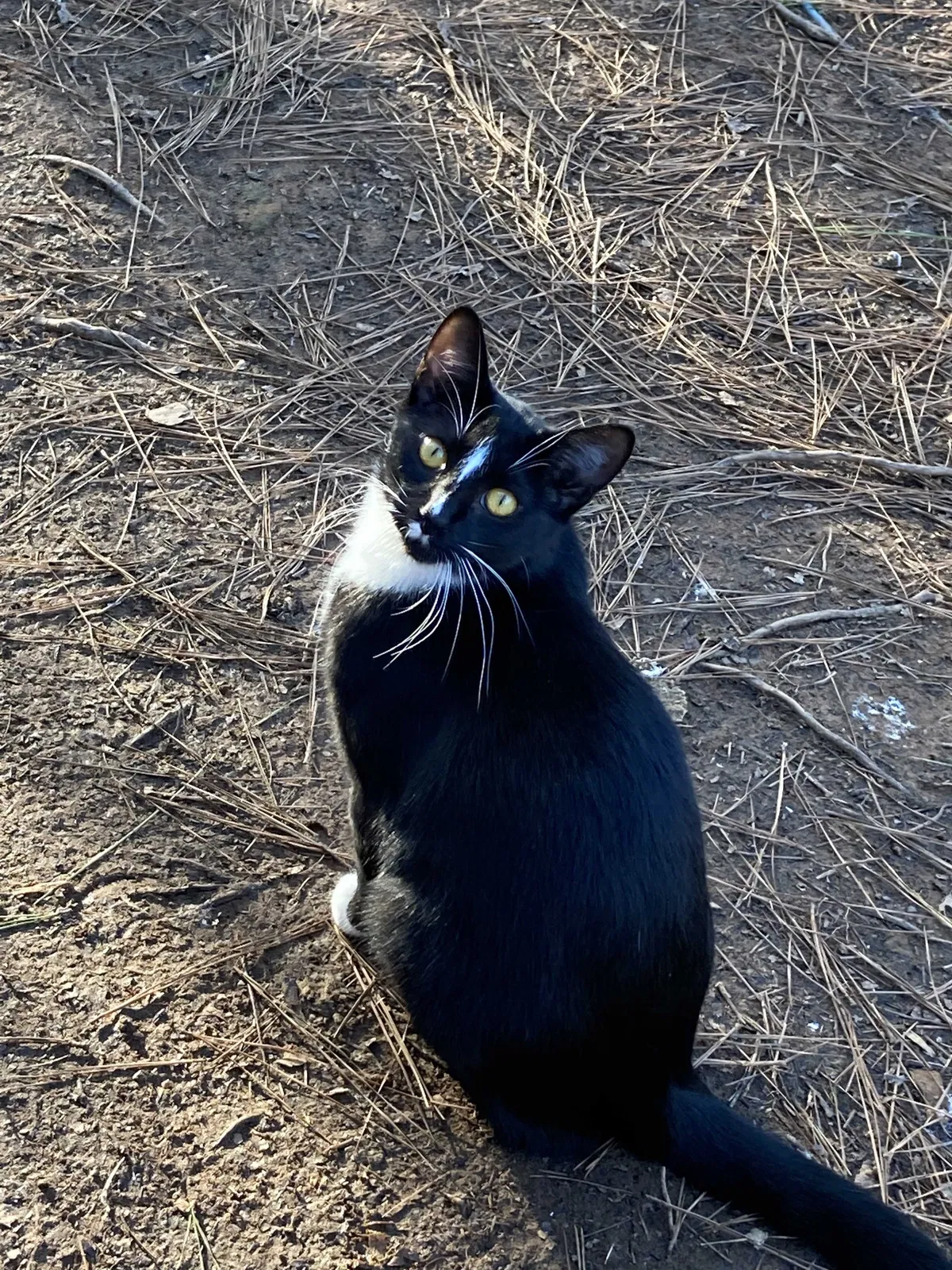 Lost cat in Lagrange, GA, 30240