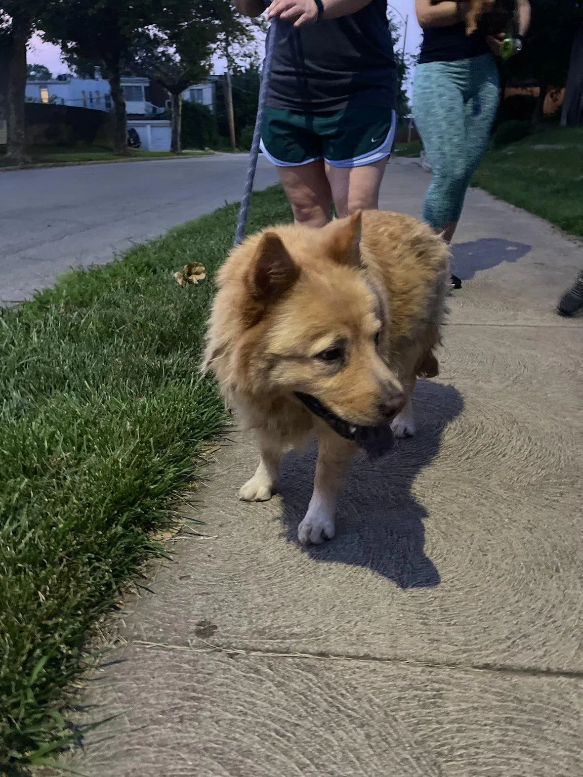 Found dog in Saint Louis, MO, 63116