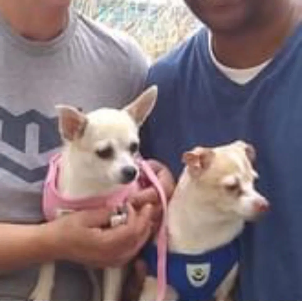 Lost dog in Tucson, AZ, 85719