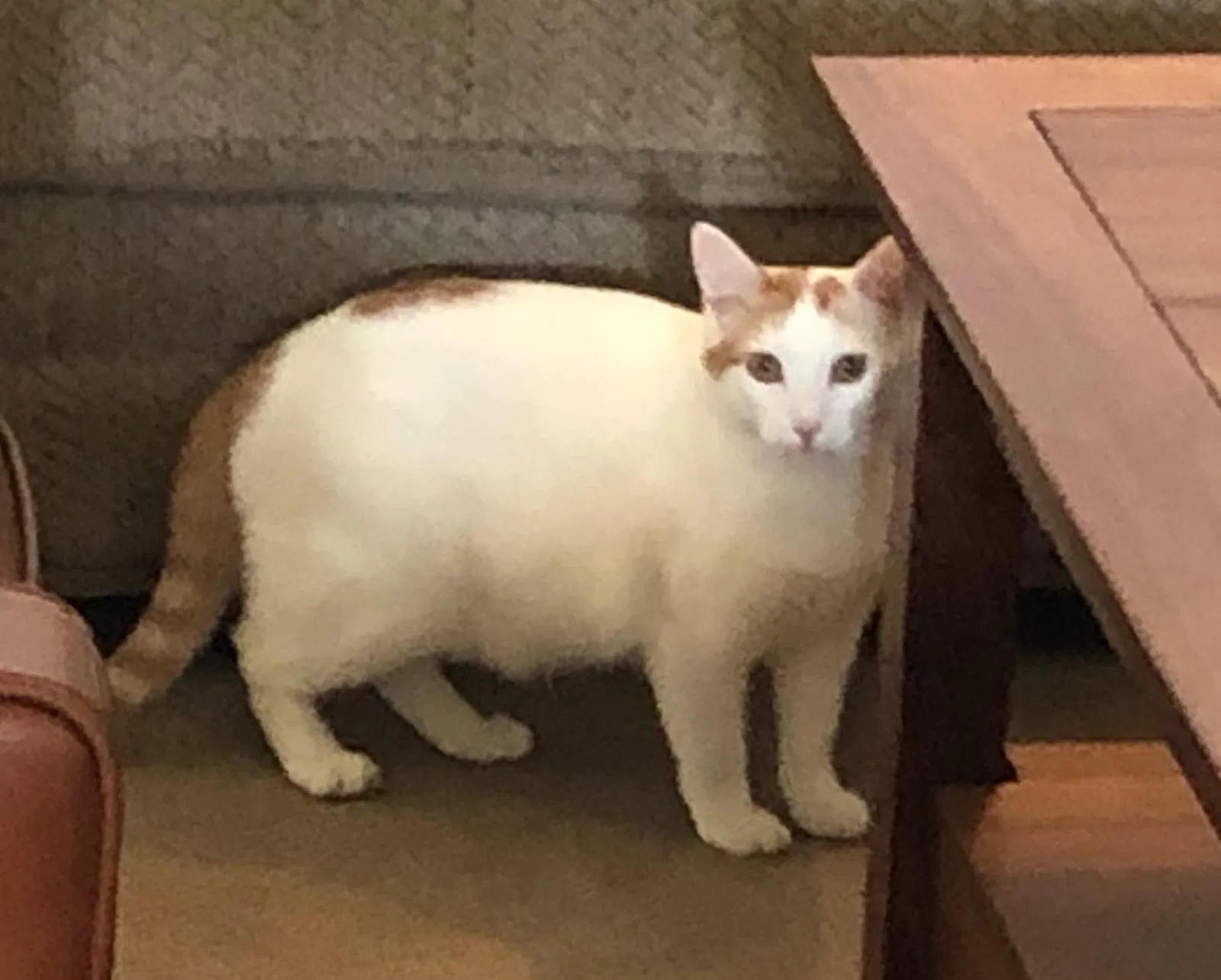 Lost cat in American Fork, UT, 84003