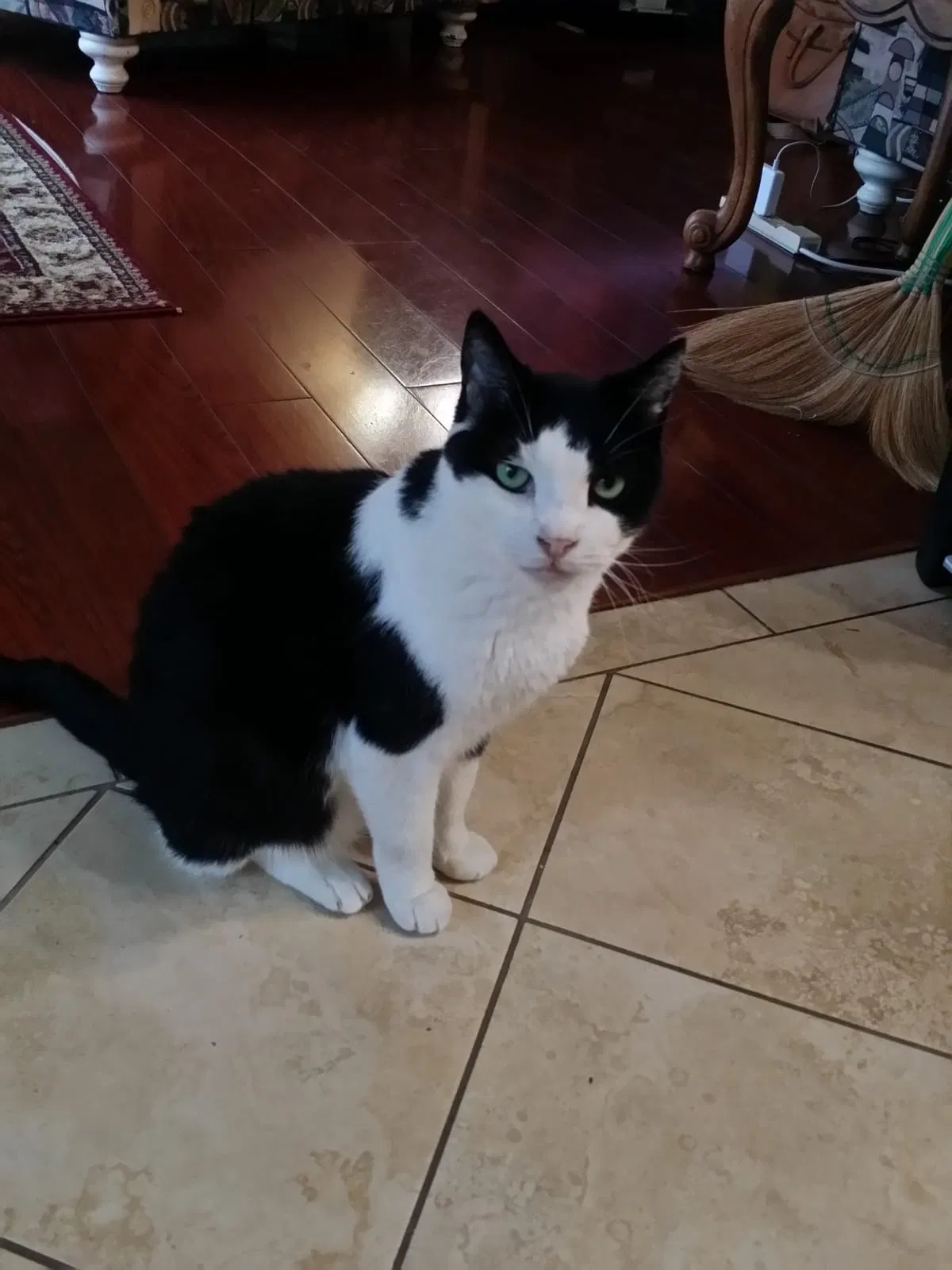 Lost cat in San Diego, CA, 92130