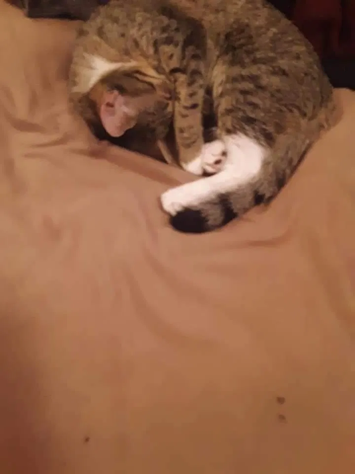 Lost cat in Nanticoke, PA, 18634