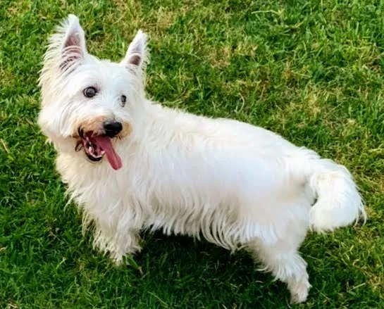 Lost dog in Keller, TX, 76244