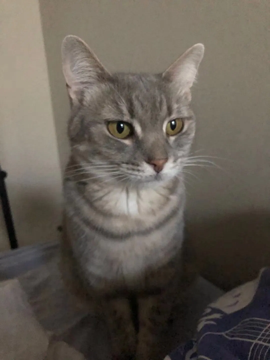 Lost cat in Tinley Park, IL, 60477