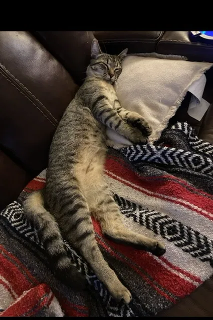 Lost cat in Seabrook, TX, 77586