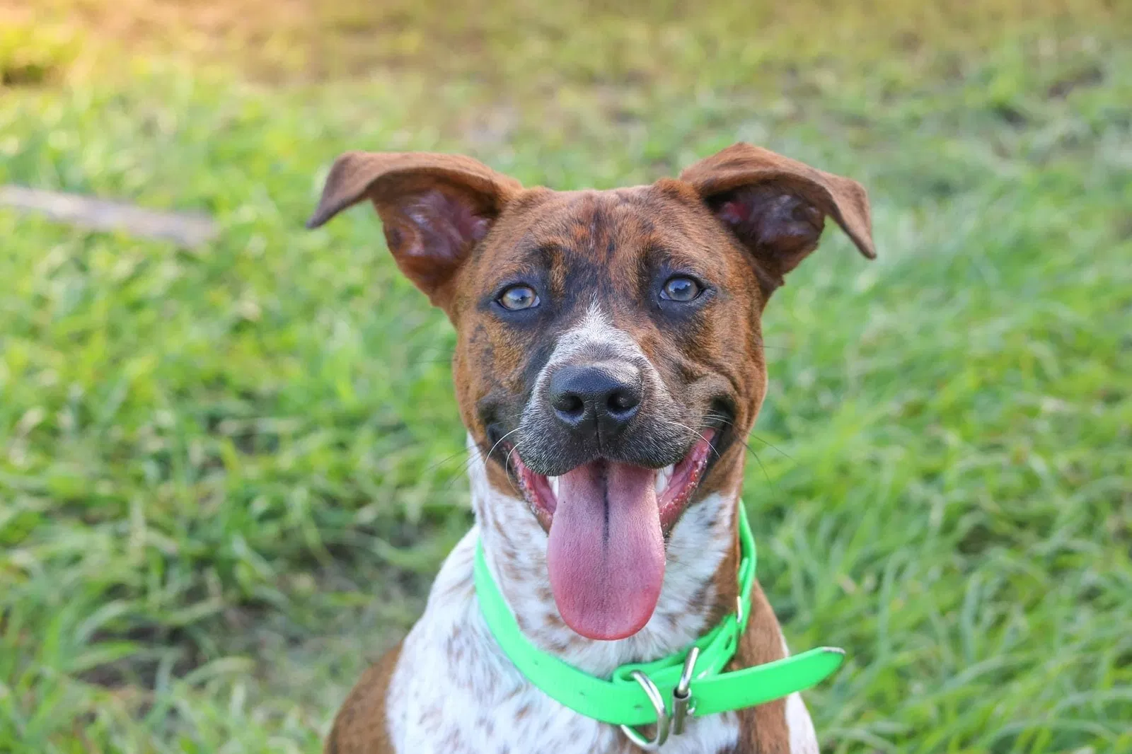 Lost dog in Labelle, FL, 33935