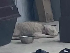 Lost dog in Miami, FL, 33175