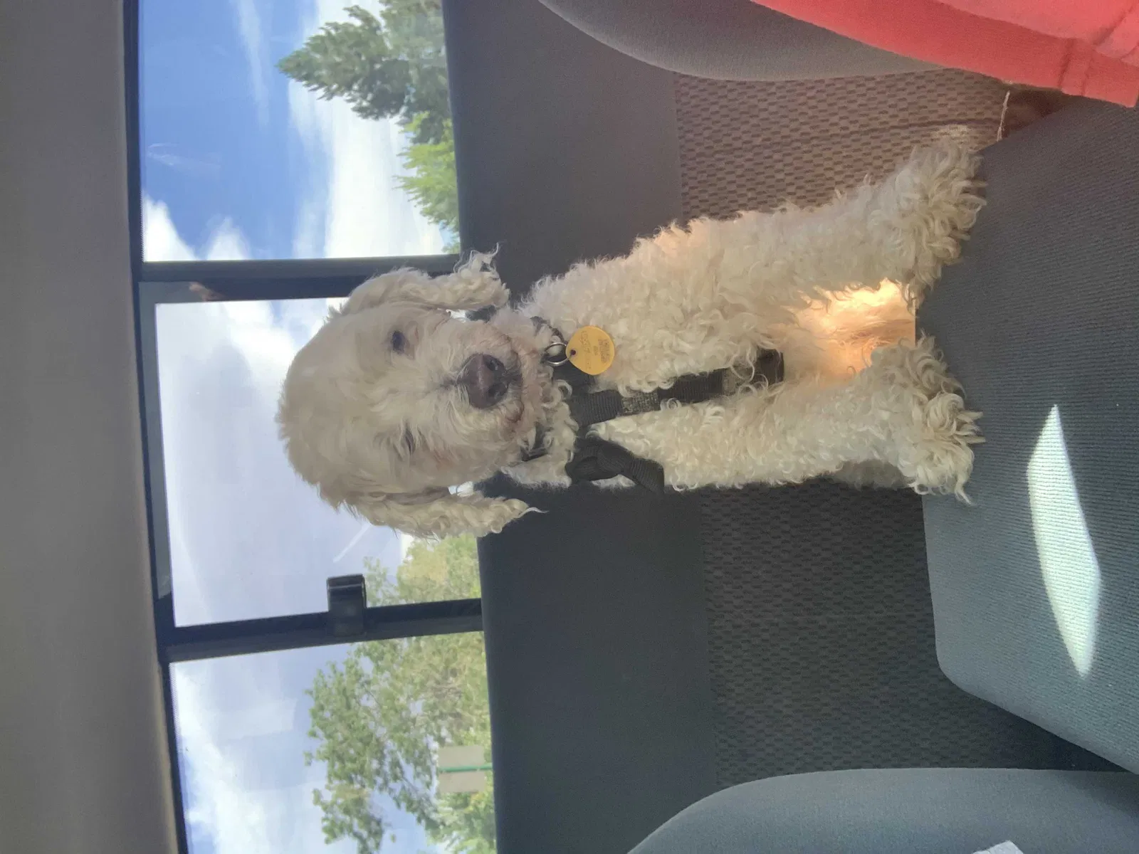 Lost dog in Reno, NV, 89506