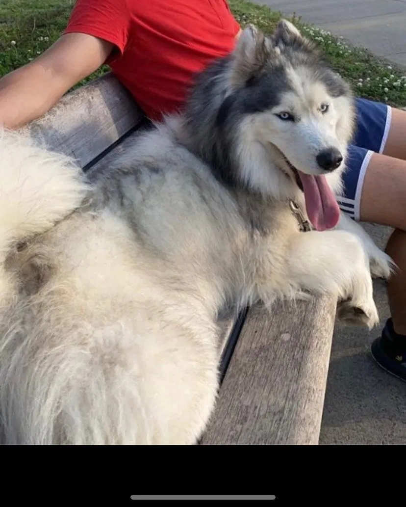 Lost dog in Memphis, TN, 38122
