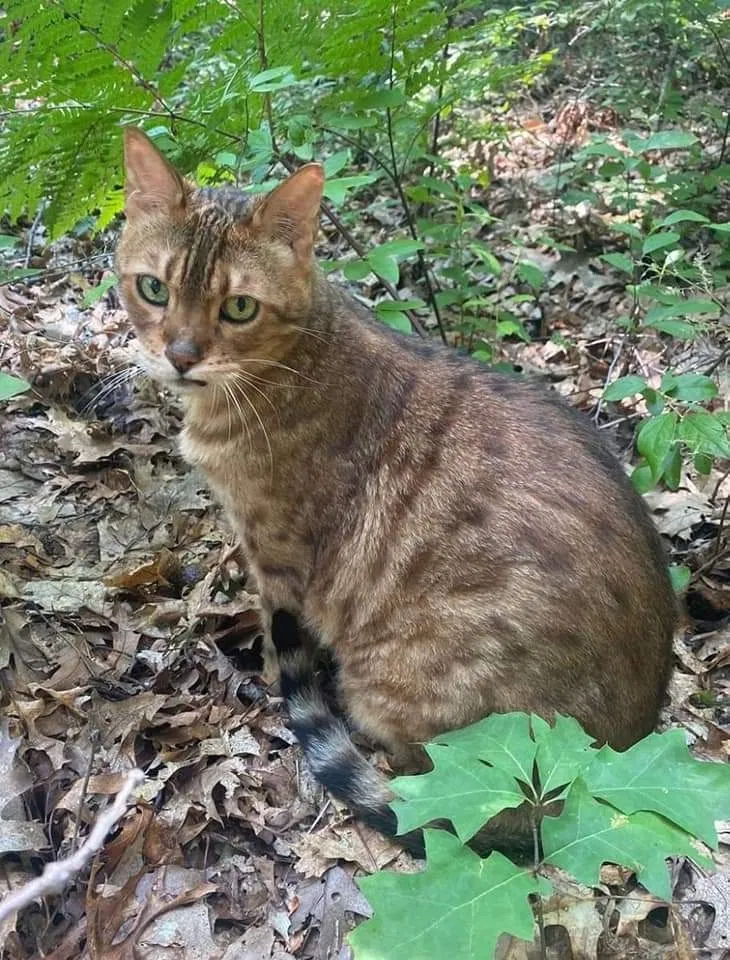 Lost cat in Newton Highlands, MA, 2461