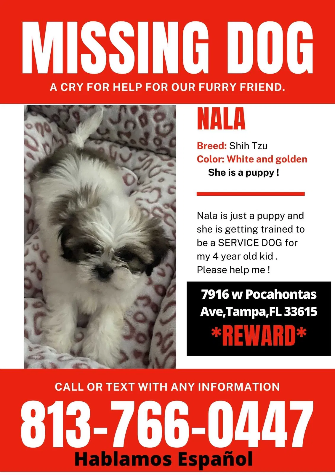 Lost dog in Tampa, FL, 33615