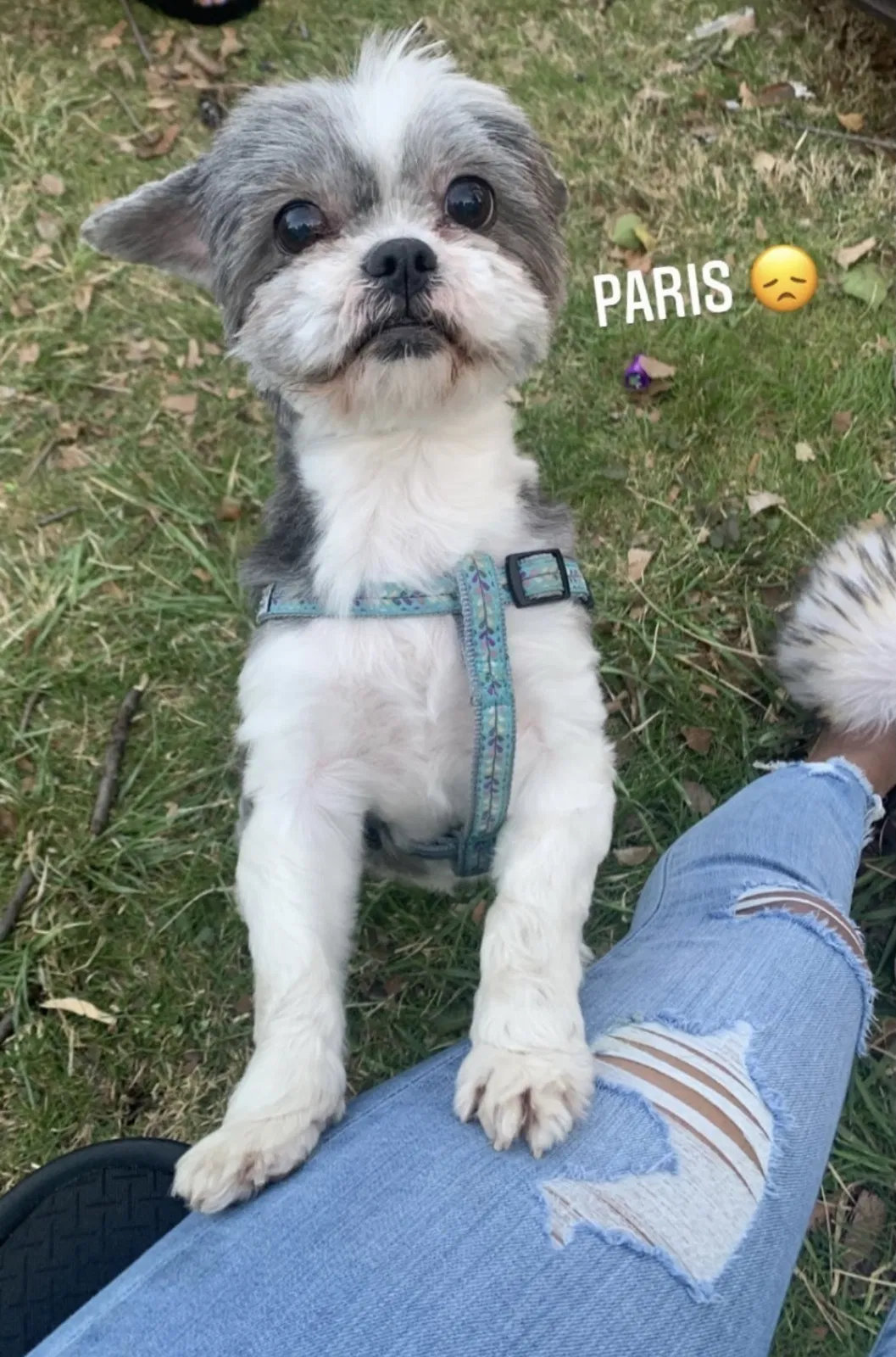 Lost dog in Cleveland, OH, 44112