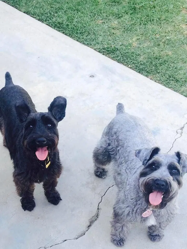 Lost dog in Loma Linda, CA, 92354