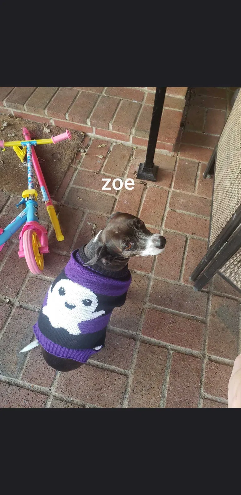 Lost dog in Glendale, KY, 42740