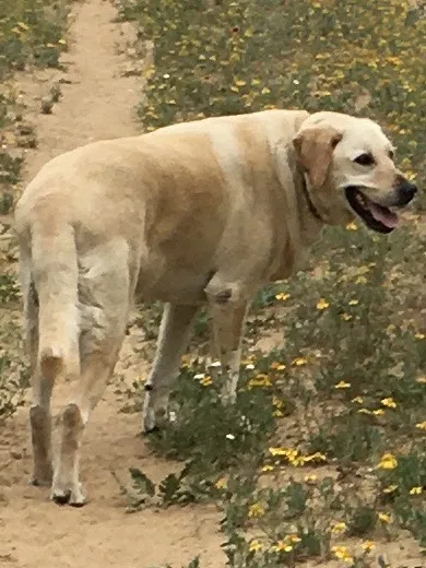 Lost dog in Von Ormy, TX, 78073