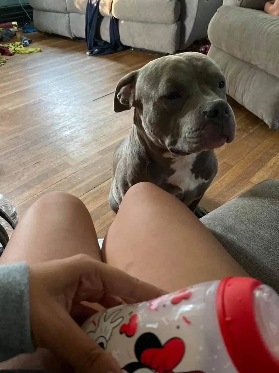 Lost dog in Mount Sterling, OH, 43143