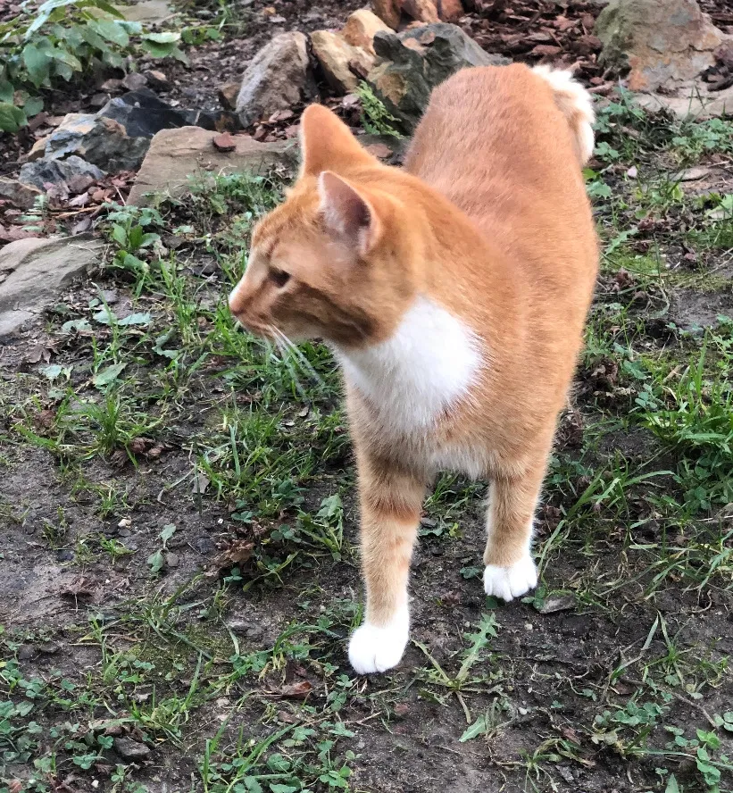 Lost cat in Richmond, VA, 23220