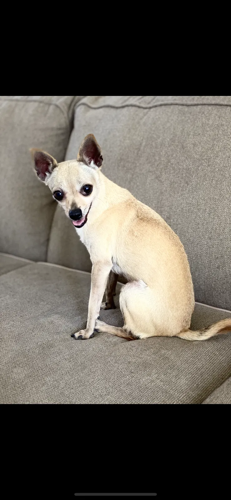 Lost dog in Murrieta, CA, 92562