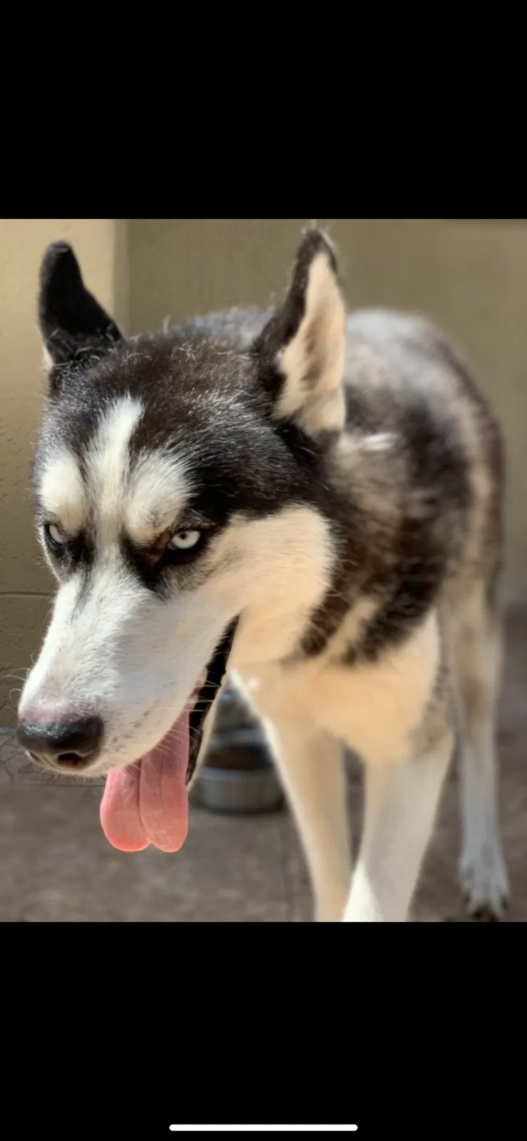 Lost dog in Miami, FL, 33196