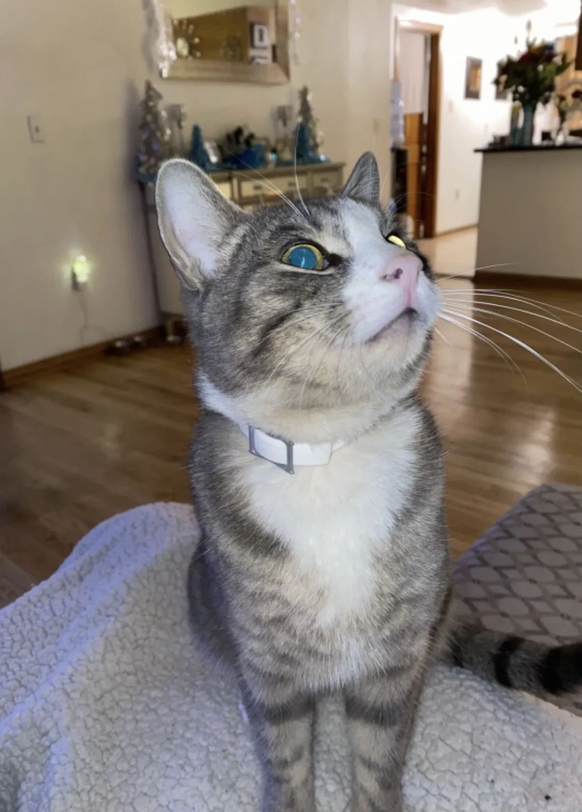 Lost cat in South El Monte, CA, 91733