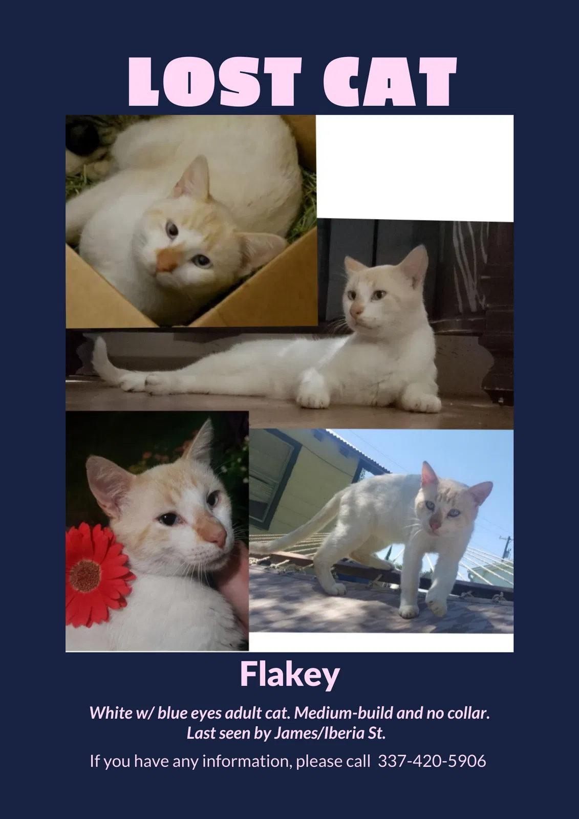 Lost cat in Franklin, LA, 70538
