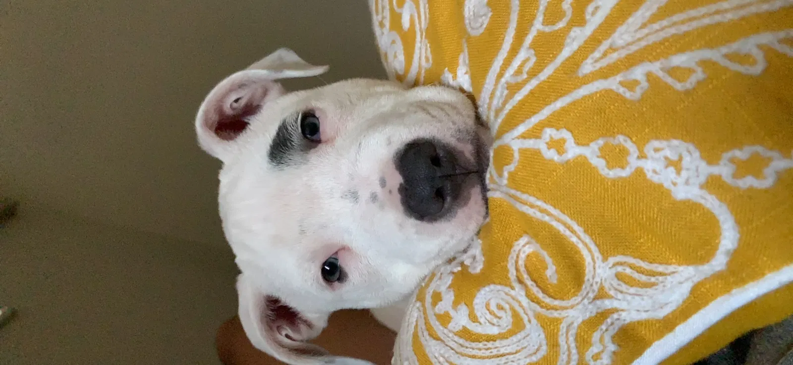 Lost dog in Miami, FL, 33196