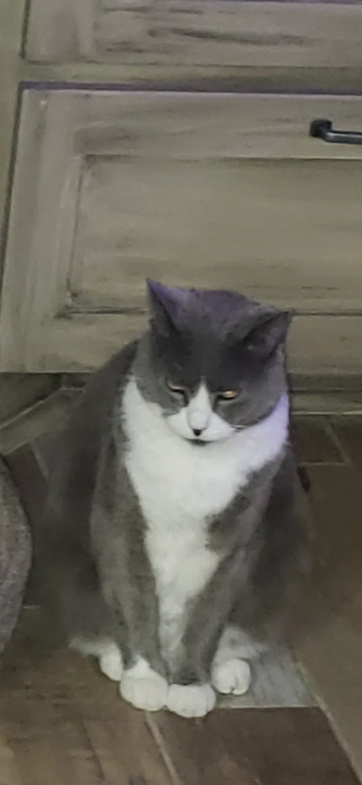 Lost cat in North Richland Hills, TX, 76182