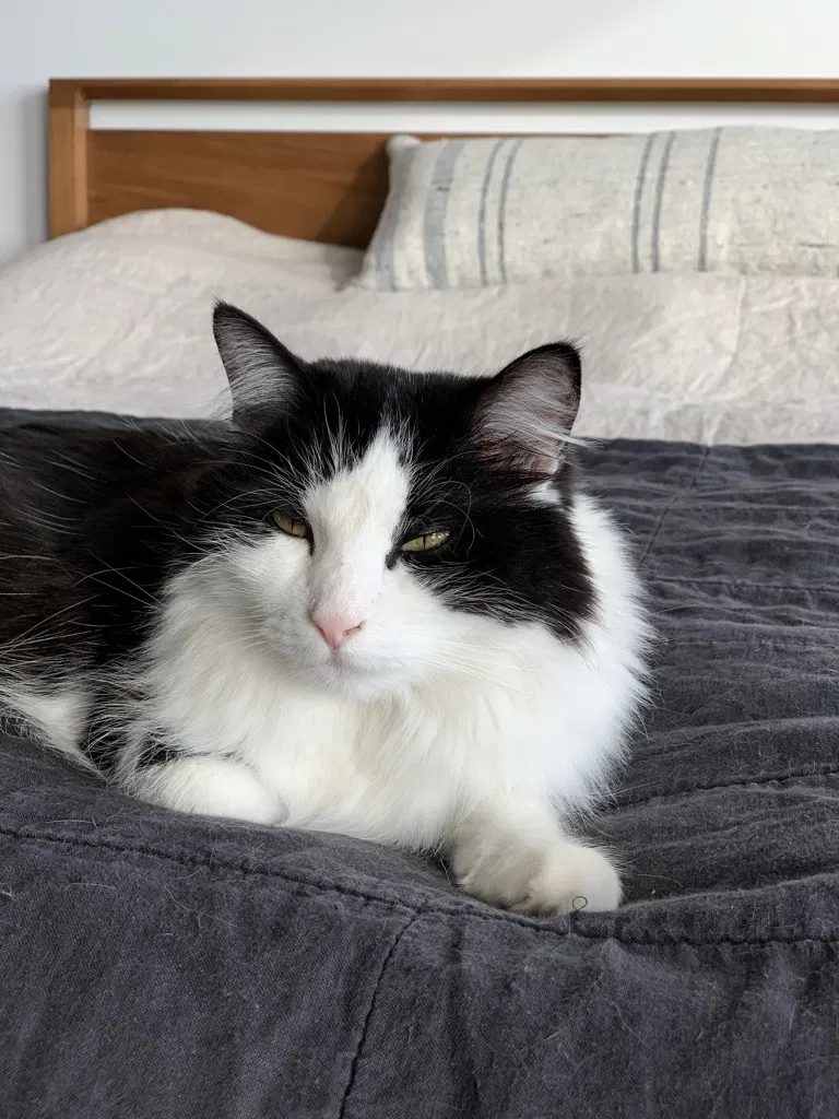 Lost cat in Portland, OR, 97210