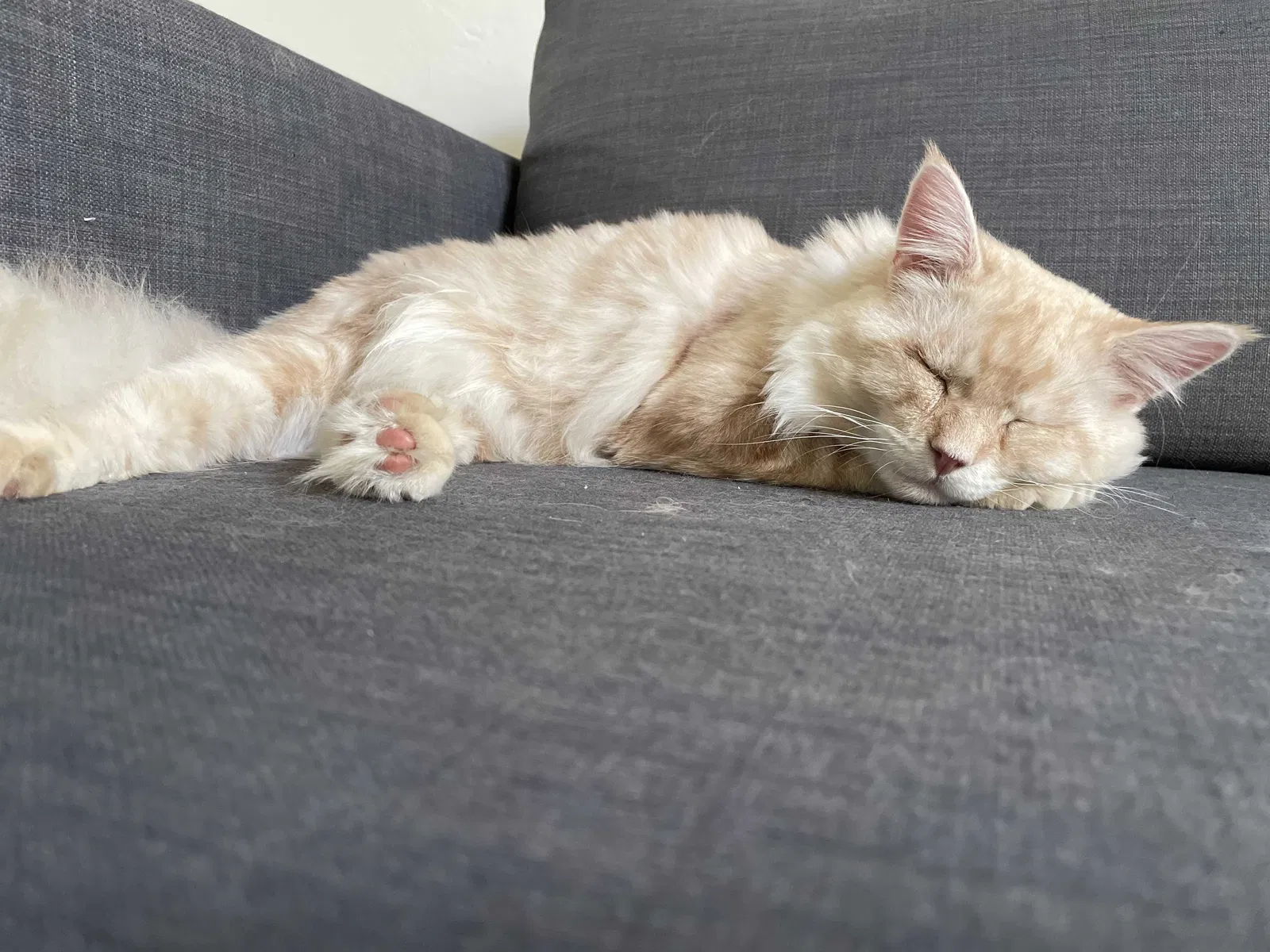 Lost cat in Escondido, CA, 92027