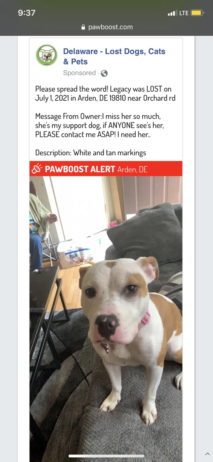 Lost dog in Wilmington, DE, 19810
