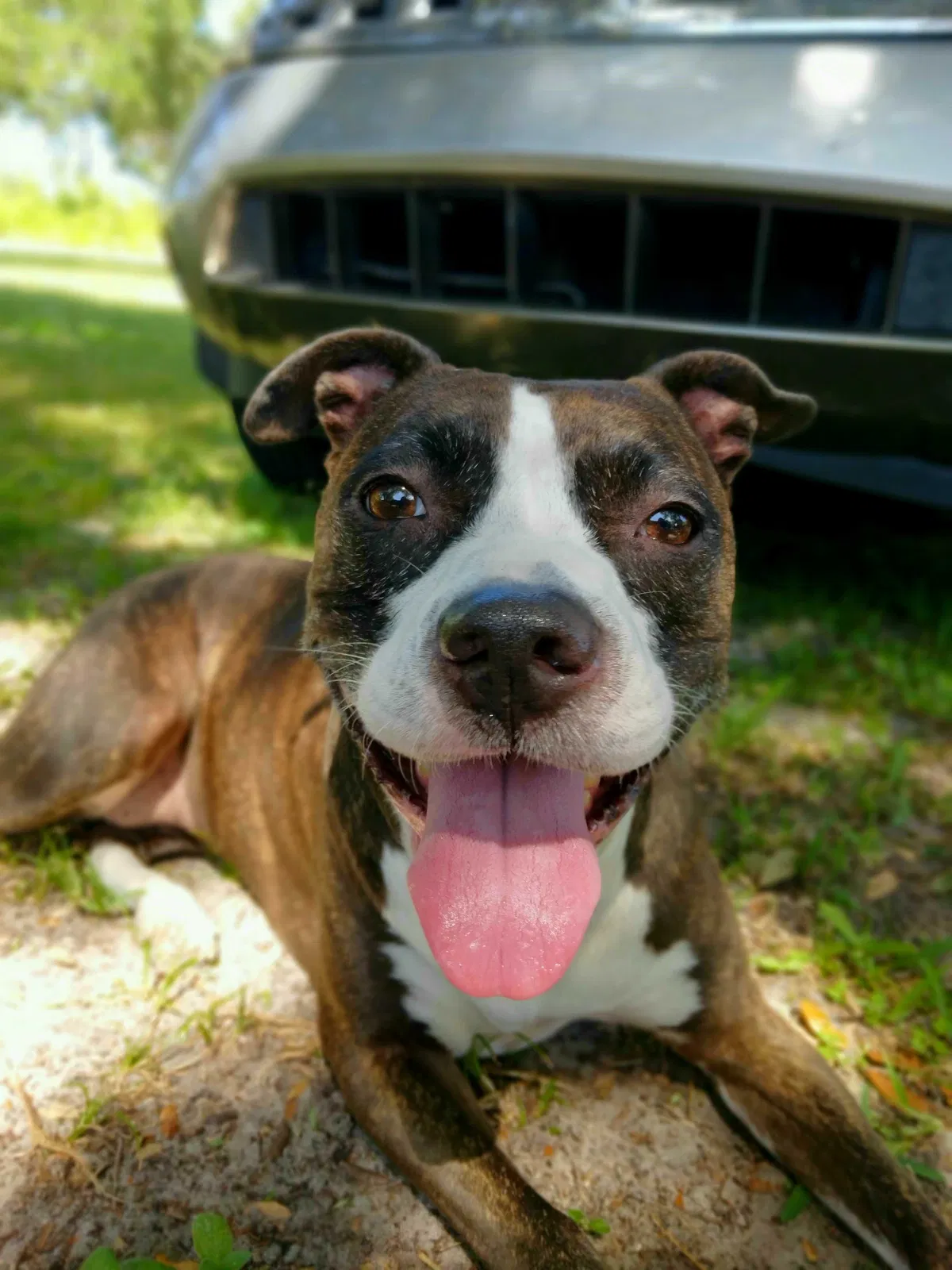 Lost dog in Fort Pierce, FL, 34946