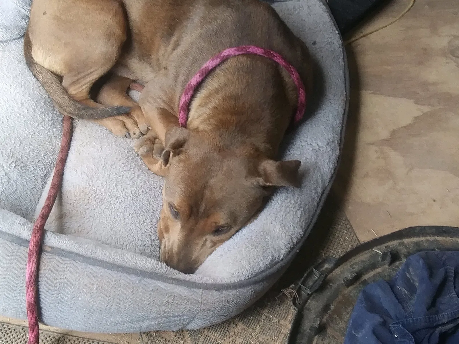 Found dog in Hagerman, NM, 88232