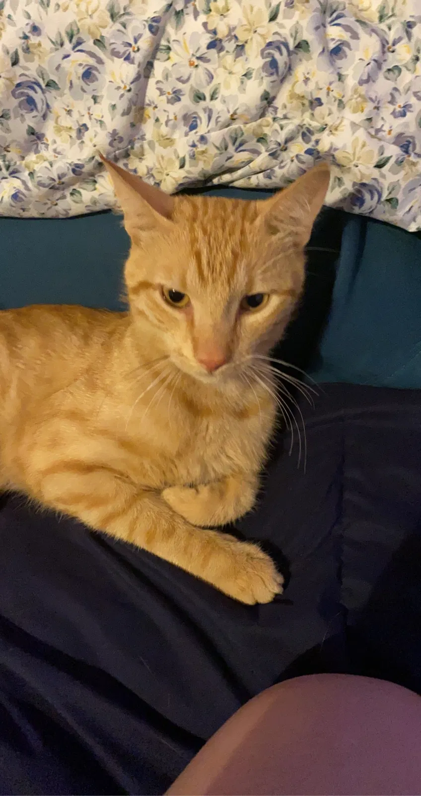 Lost cat in Surprise, AZ, 85379