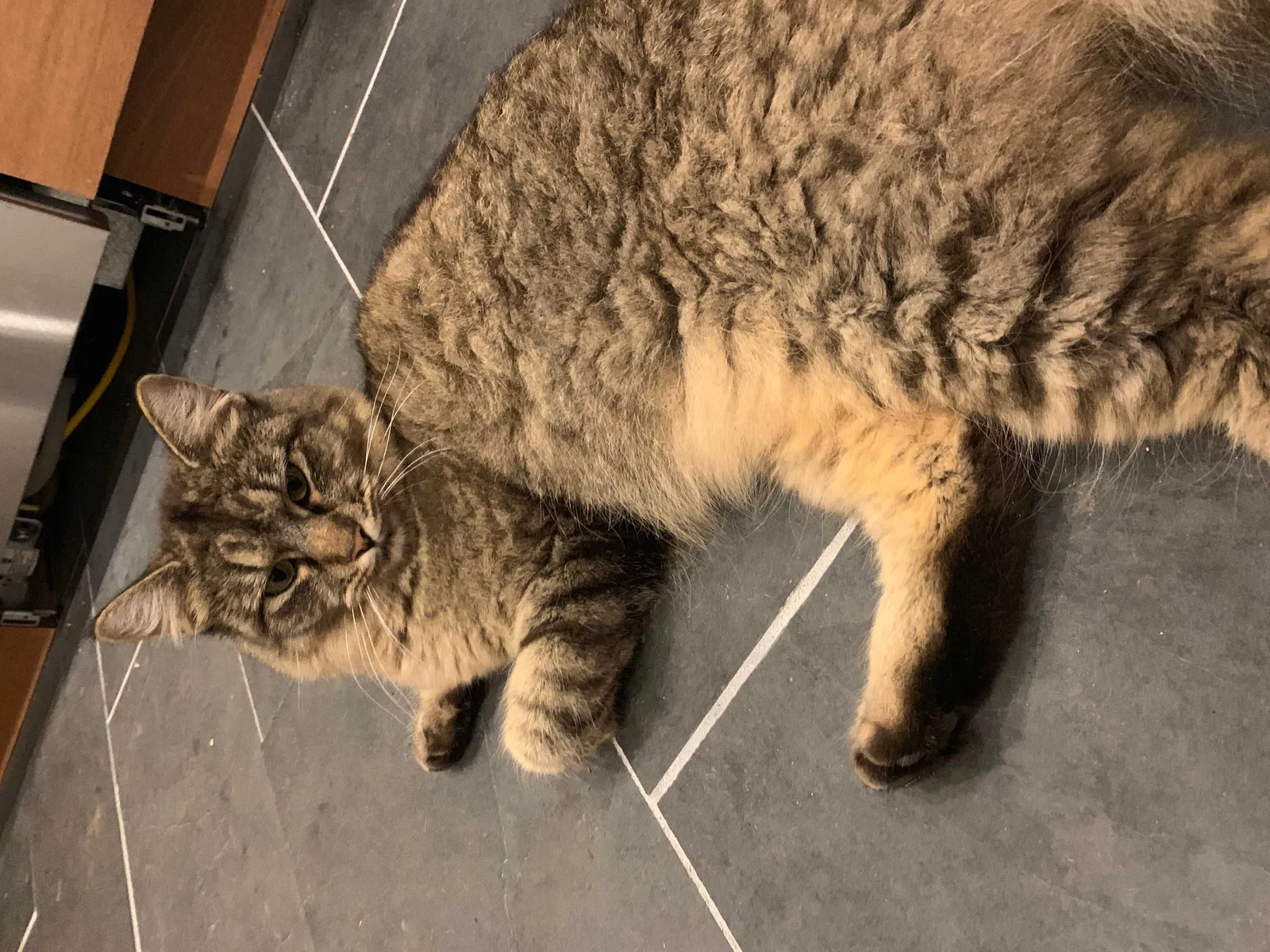 Lost cat in Seattle, WA, 98108
