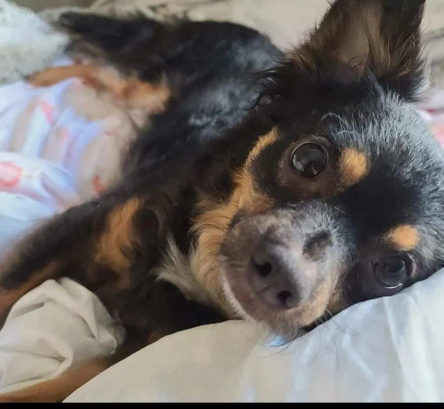Lost dog in Chicago, IL, 60636