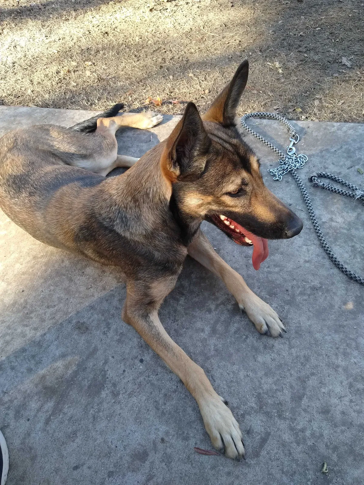 Lost dog in Dallas, TX, 75231