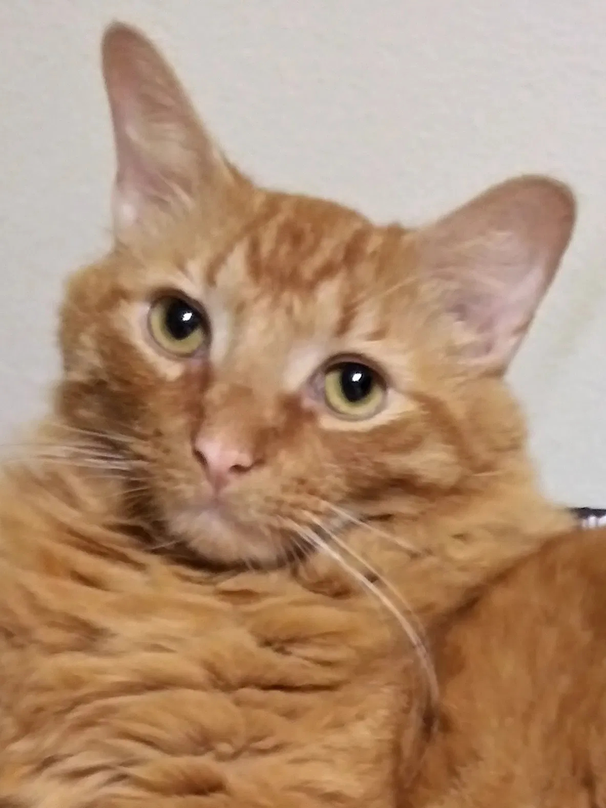 Lost cat in Baltimore, MD, 21218
