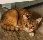 Lost cat in Pottstown, PA, 19465