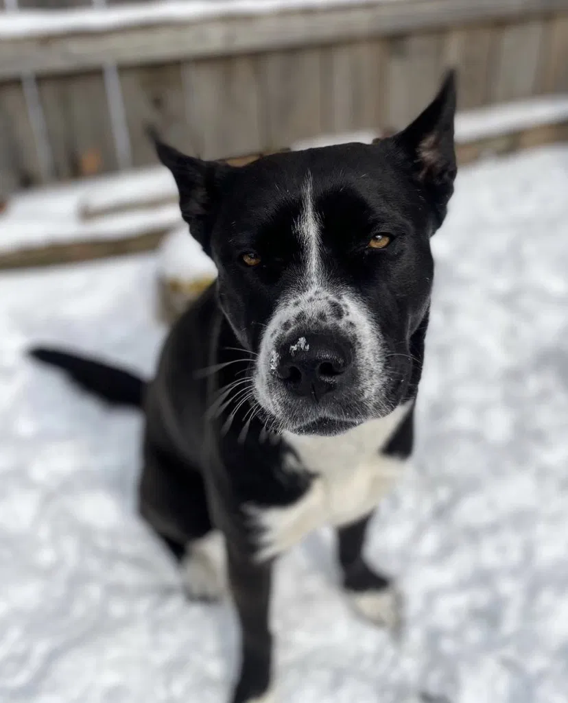 Lost dog in Louisville, KY, 40206