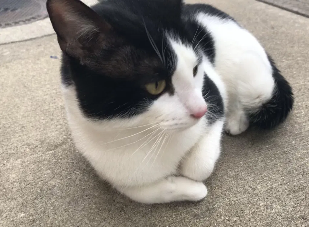 Lost cat in Chicago, IL, 60629