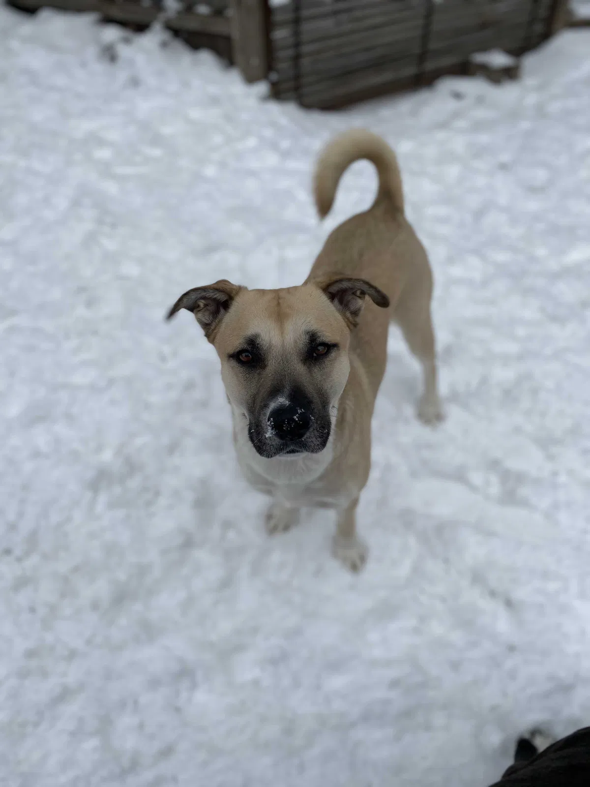 Lost dog in Louisville, KY, 40206