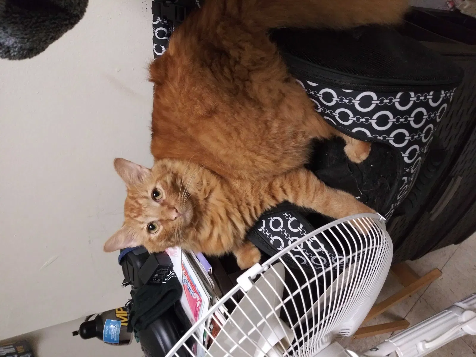 Lost cat in Baltimore, MD, 21218