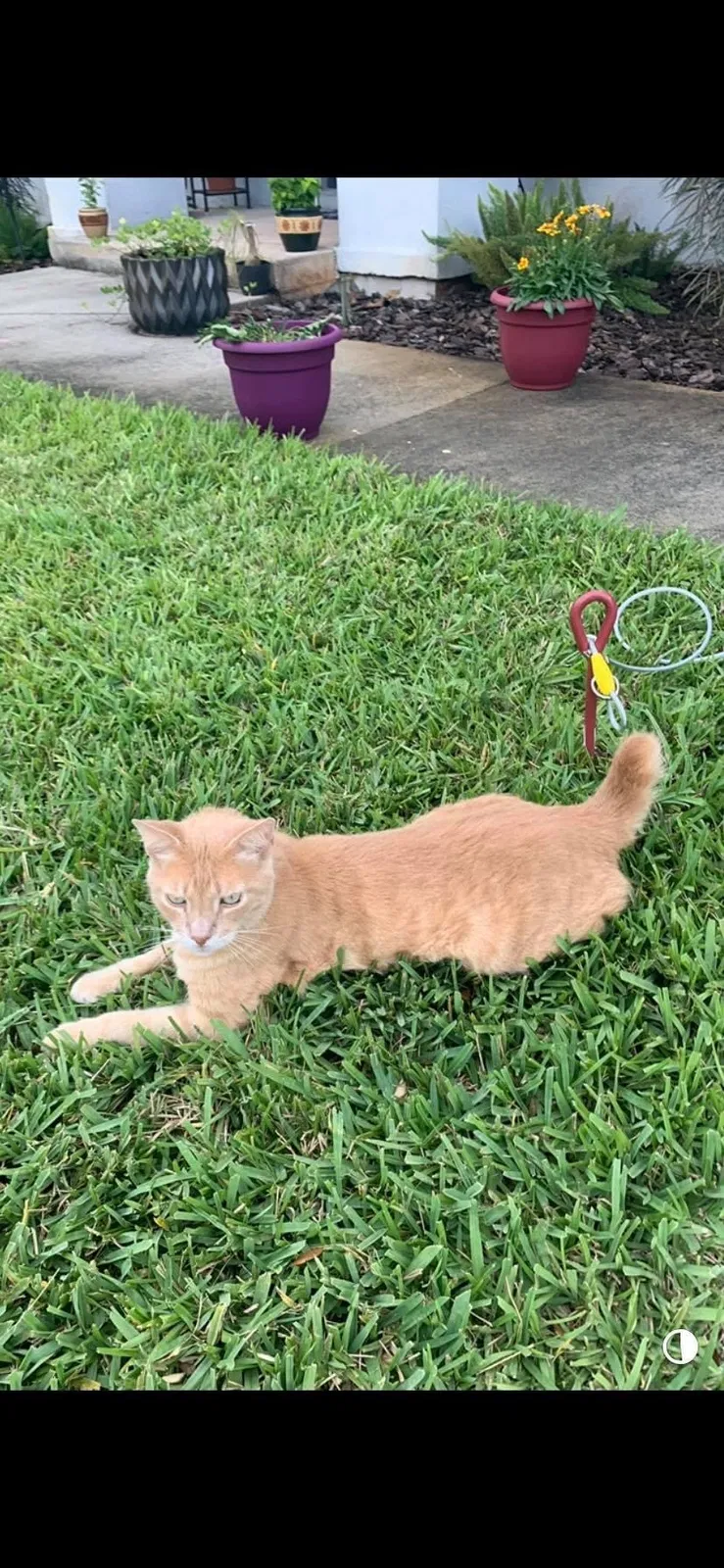 Lost cat in Titusville, FL, 32780