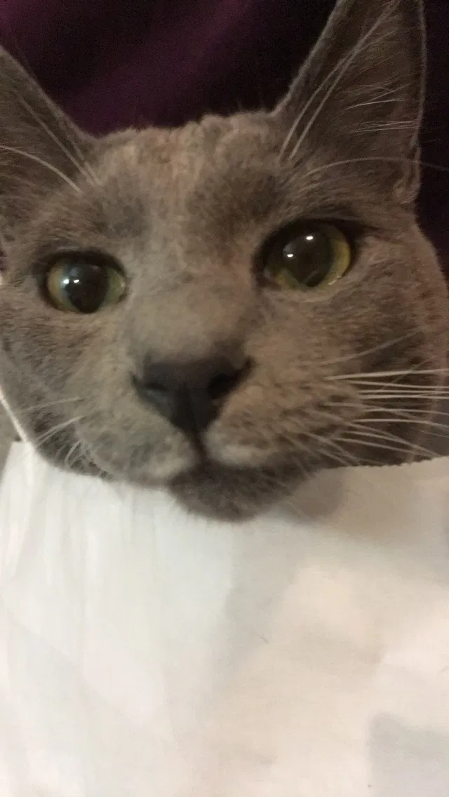 Lost cat in Puyallup, WA, 98375
